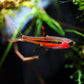 Chilli Rasbora