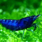 Dream Blue Shrimps