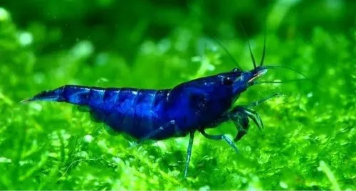 Dream Blue Shrimps