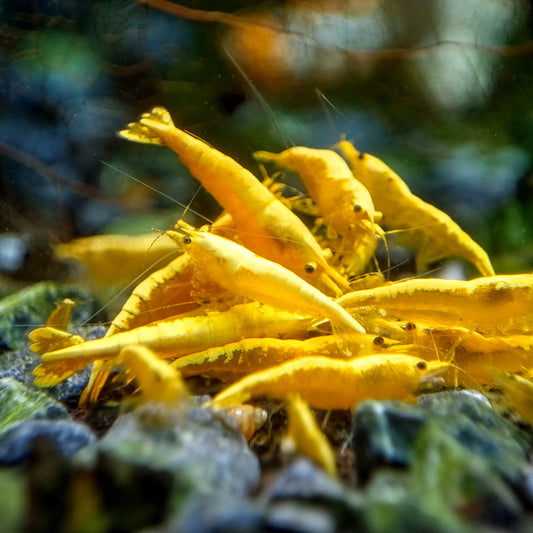Golden Back Yellow Shrimps