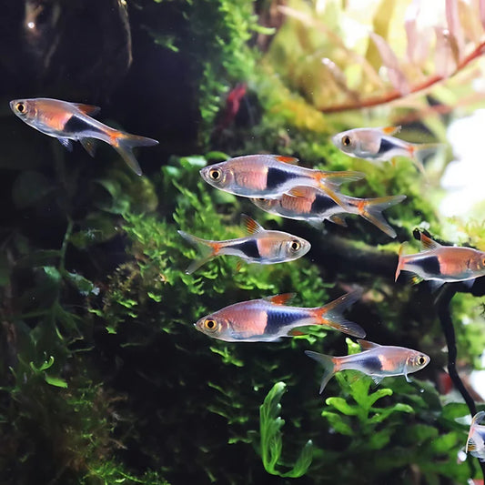 Harlequin Rasbora