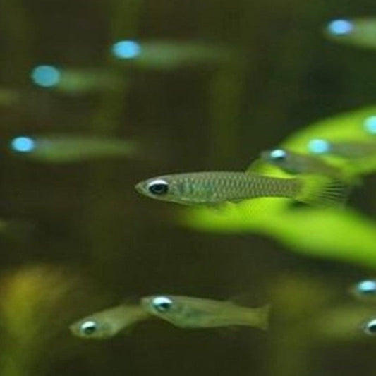 LAMP EYE TETRA (Single)