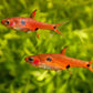 Least Rasbora (Single)