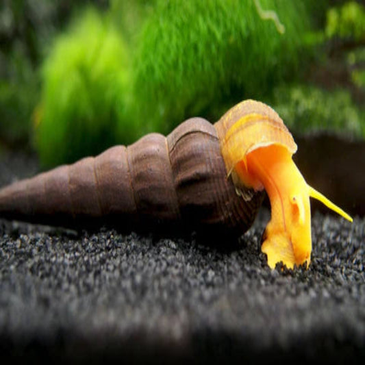 Rabbit Snail (Single)