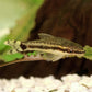 Otocinclus Fish (Single)