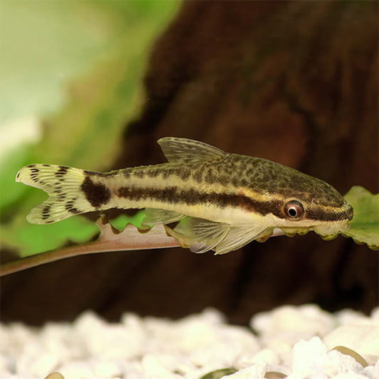 Otocinclus Fish (Single)