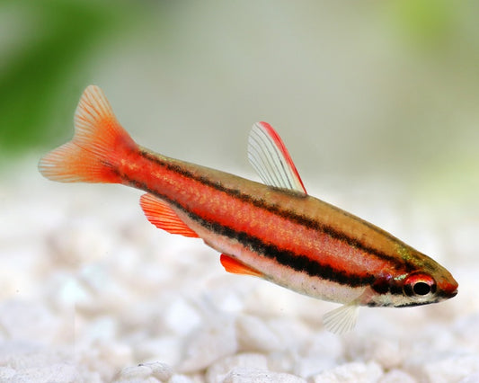 Red Pencil Tetra - L size (Single) (Copy)