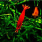 Red Cherry Shrimp