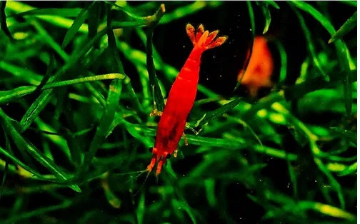 Red Cherry Shrimp