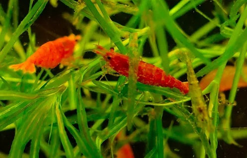 Red Cherry Shrimp AQUA LOUNGE   Red 2 