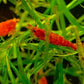 Red Cherry Shrimp