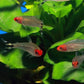 Rummy Nose Tetra