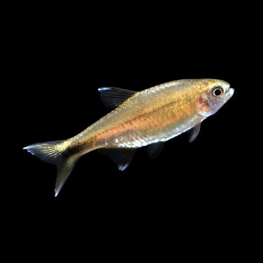 SilverTip Tetra - L size (Single)