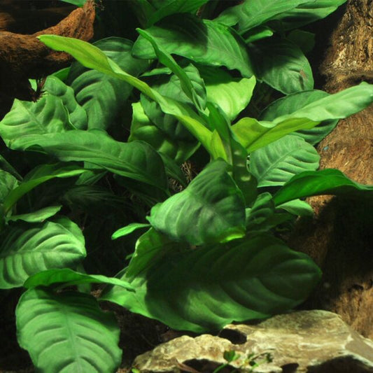 ADA Anubias barteri var. coffeifolia