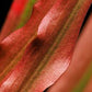 ADA Cryptocoryne spiralis 'Red'