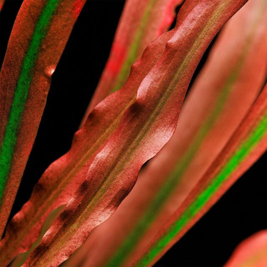 ADA Cryptocoryne spiralis 'Red'