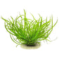 ADA Cryptocoryne spiralis 'Caudigera'