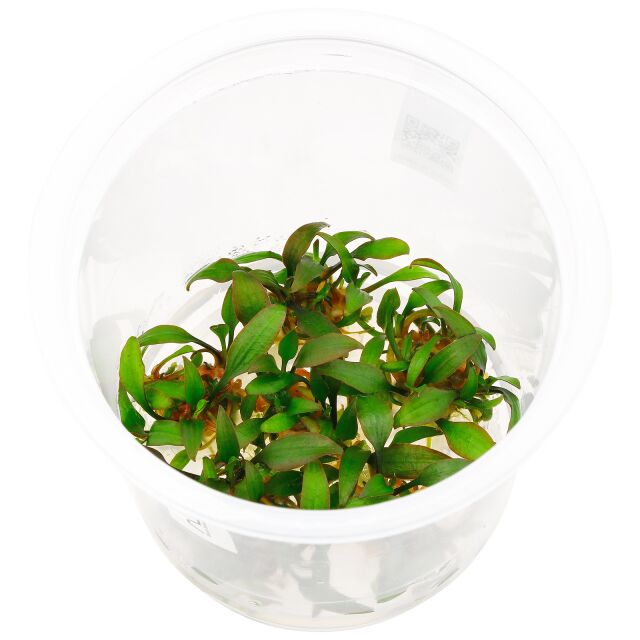 ADA Cryptocoryne Lucens