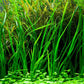 ADA Cyperus helferi