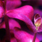 ADA Bacopa salzmannii "Purple"
