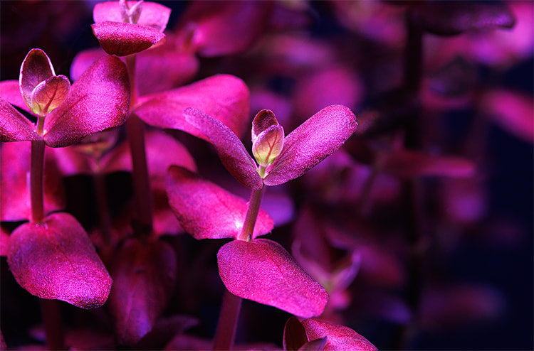 ADA Bacopa salzmannii "Purple"