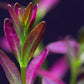 ADA Rotala ramosior "Florida"