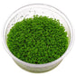 ADA Hemianthus callitrichoides "Cuba"