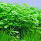 ADA Hydrocotyle tripartita