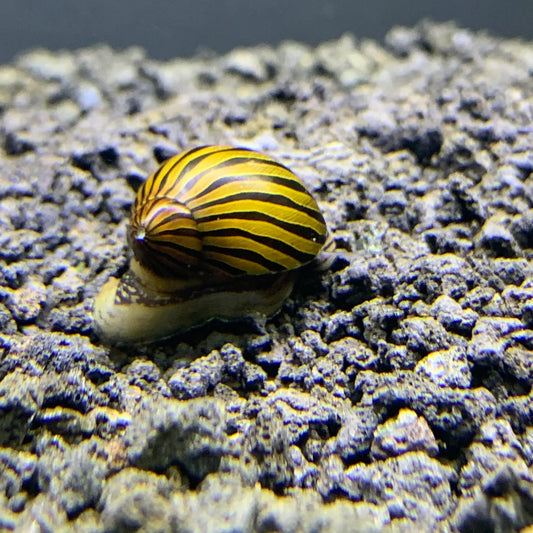 Nerite Snails (Single)