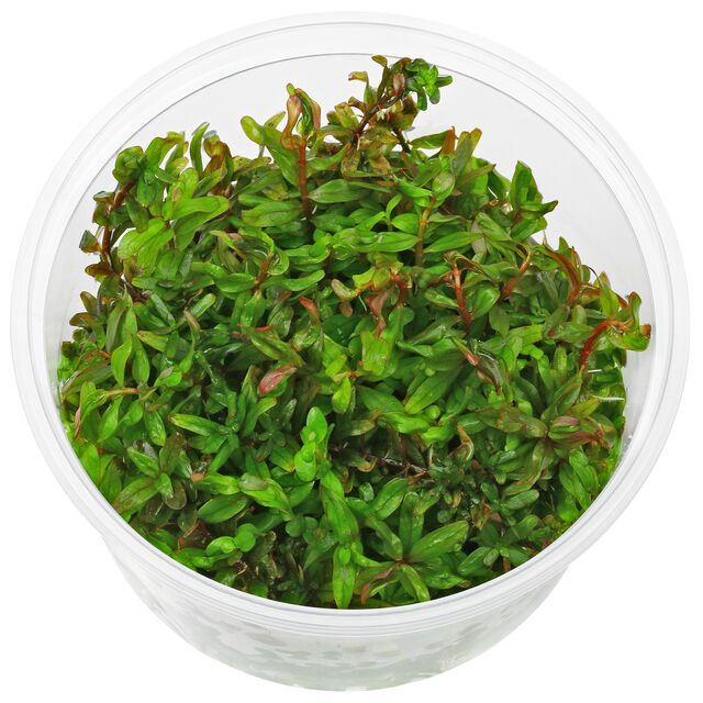 ADA Rotala Rotundifia ‘hra’