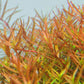 ADA Rotala Rotundifia ‘hra’