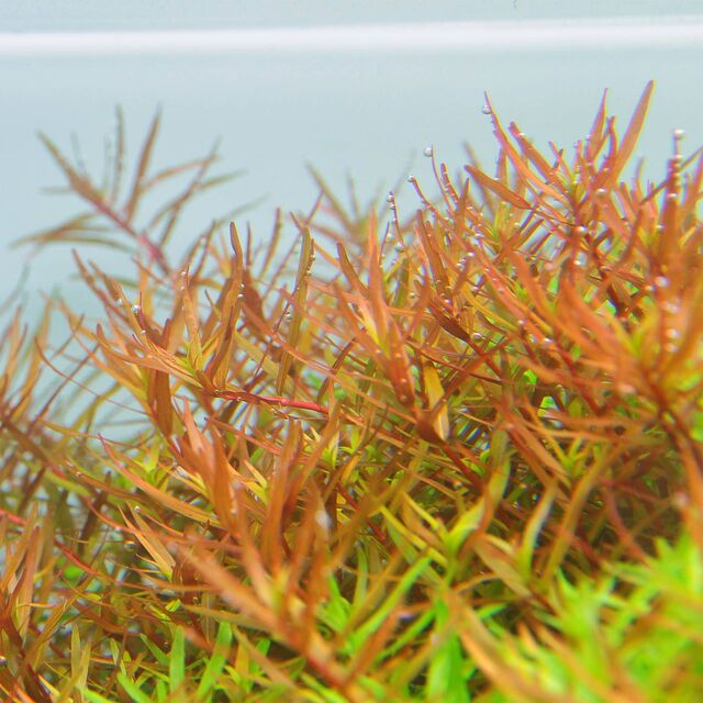 ADA Rotala Rotundifia ‘hra’