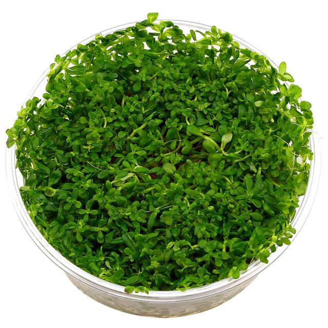 ADA Rotala Rotundifia ‘Green’