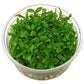 ADA Staurogyne repens