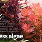 2Hr Aquarist APT Zero (200 ml)