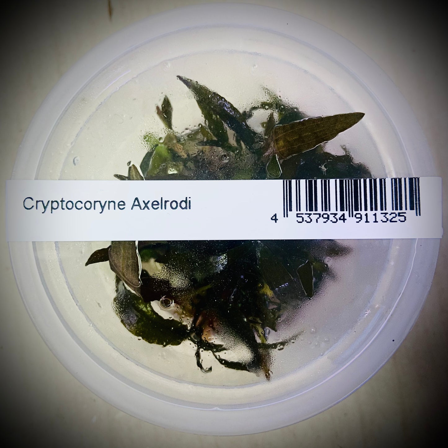 ADA Cryptocoryne Axelordi