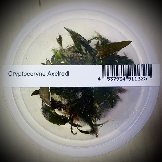 ADA Cryptocoryne Axelordi