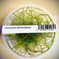 ADA Elecocharis Montevidensis