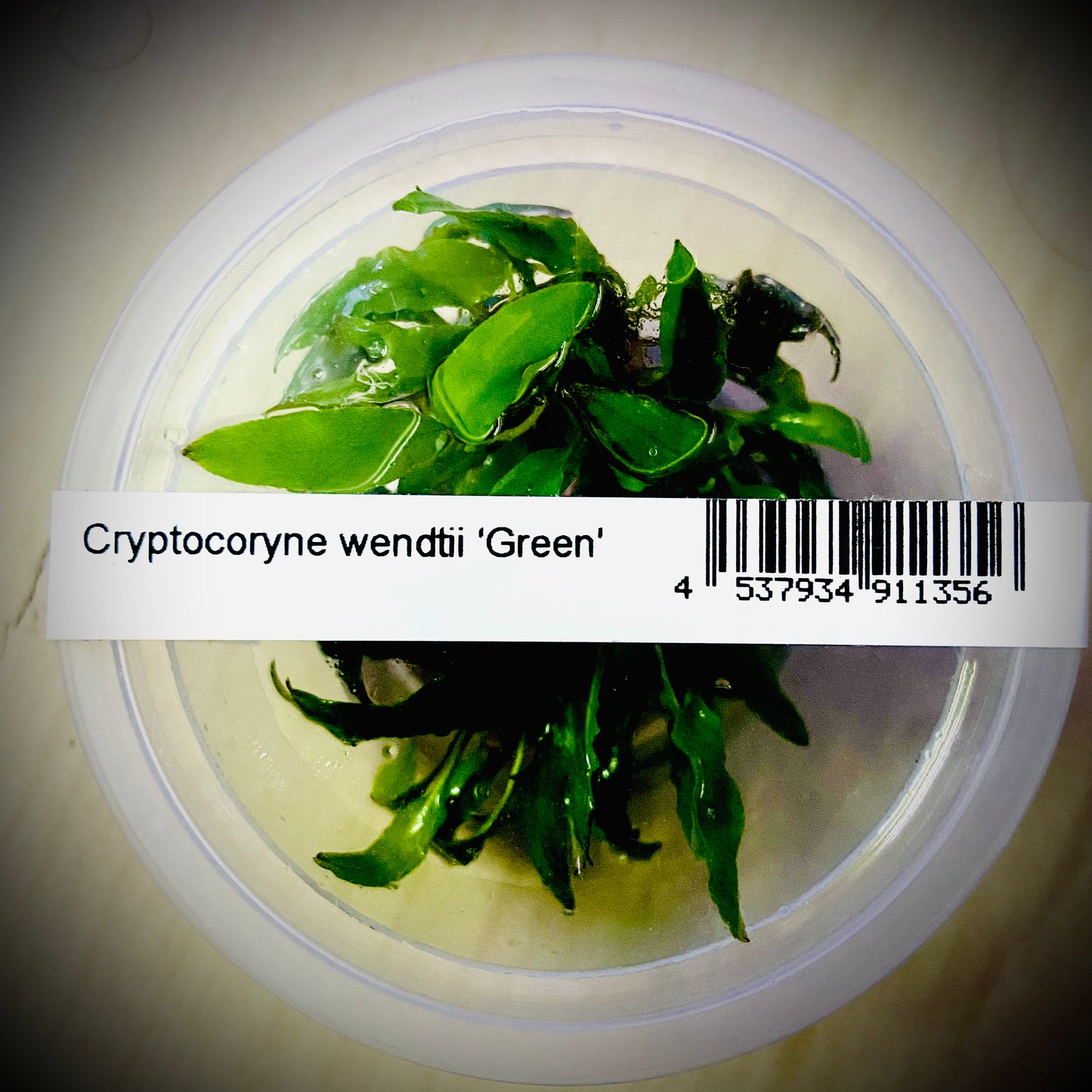 ADA Cryptocoryne wendtii Green