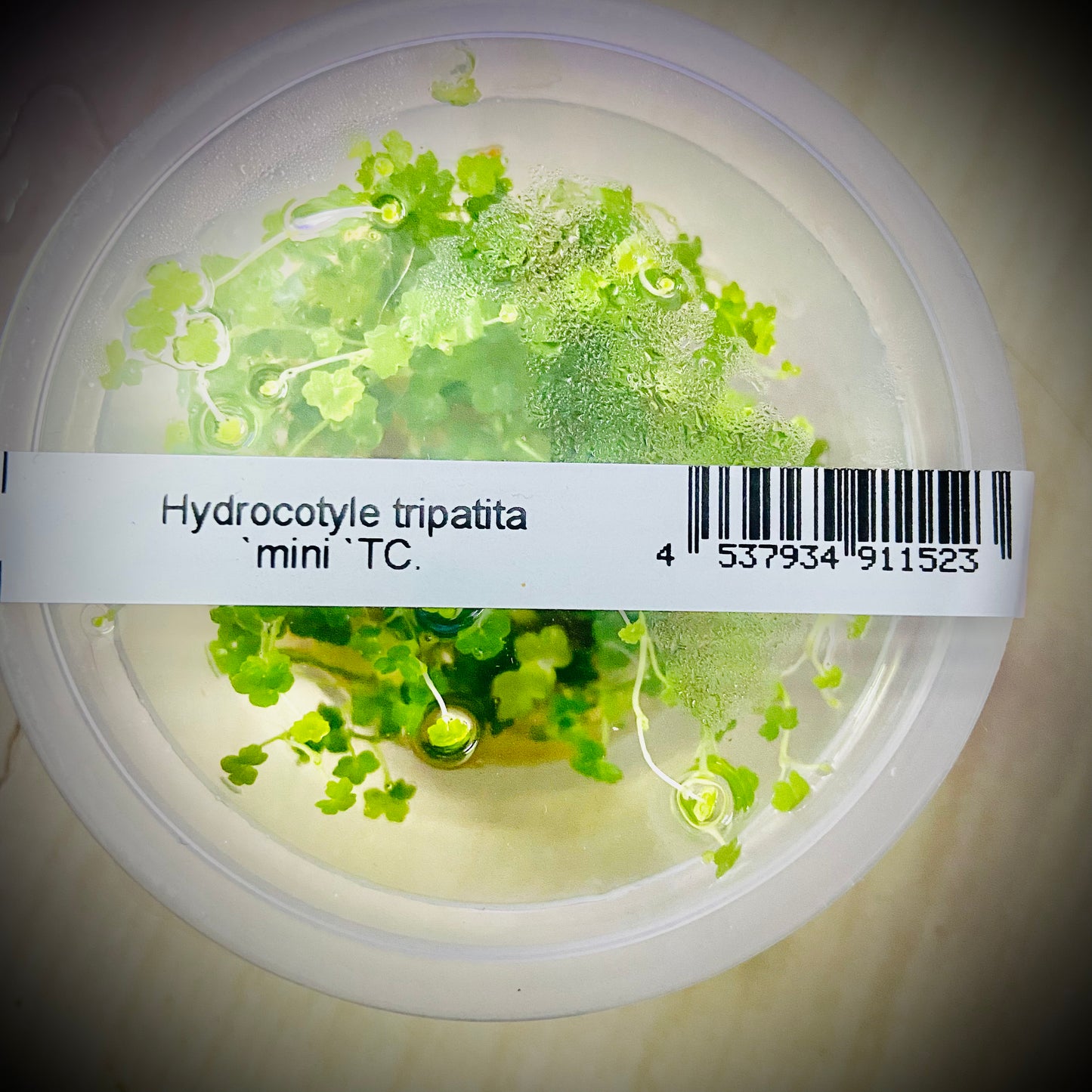 ADA Hydrocotyle tripatita mini