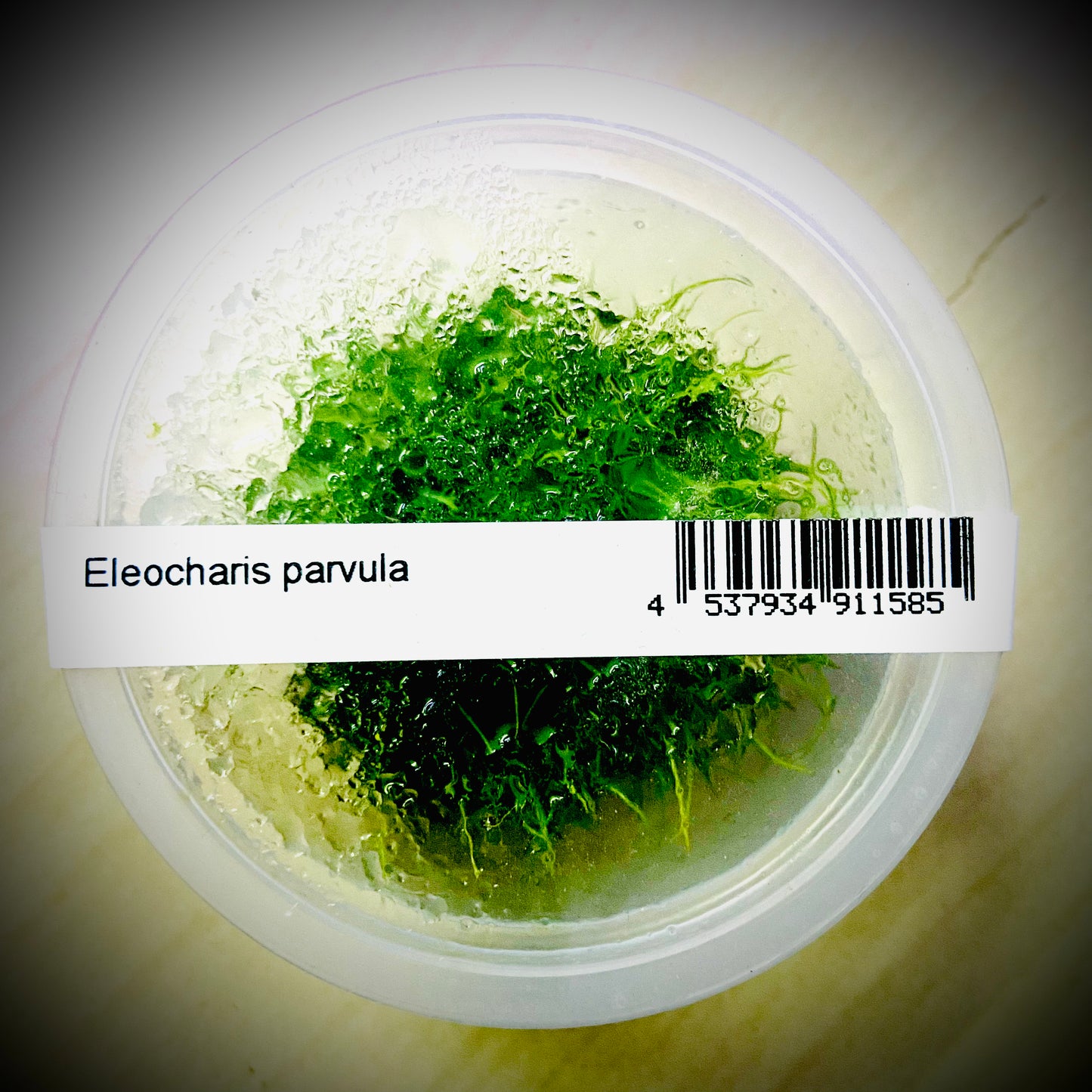 ADA Eleocharis parvula