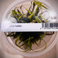 ADA Cyperus helferi