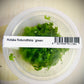 ADA Rotala Rotundifia ‘Green’