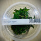 ADA Staurogyne repens
