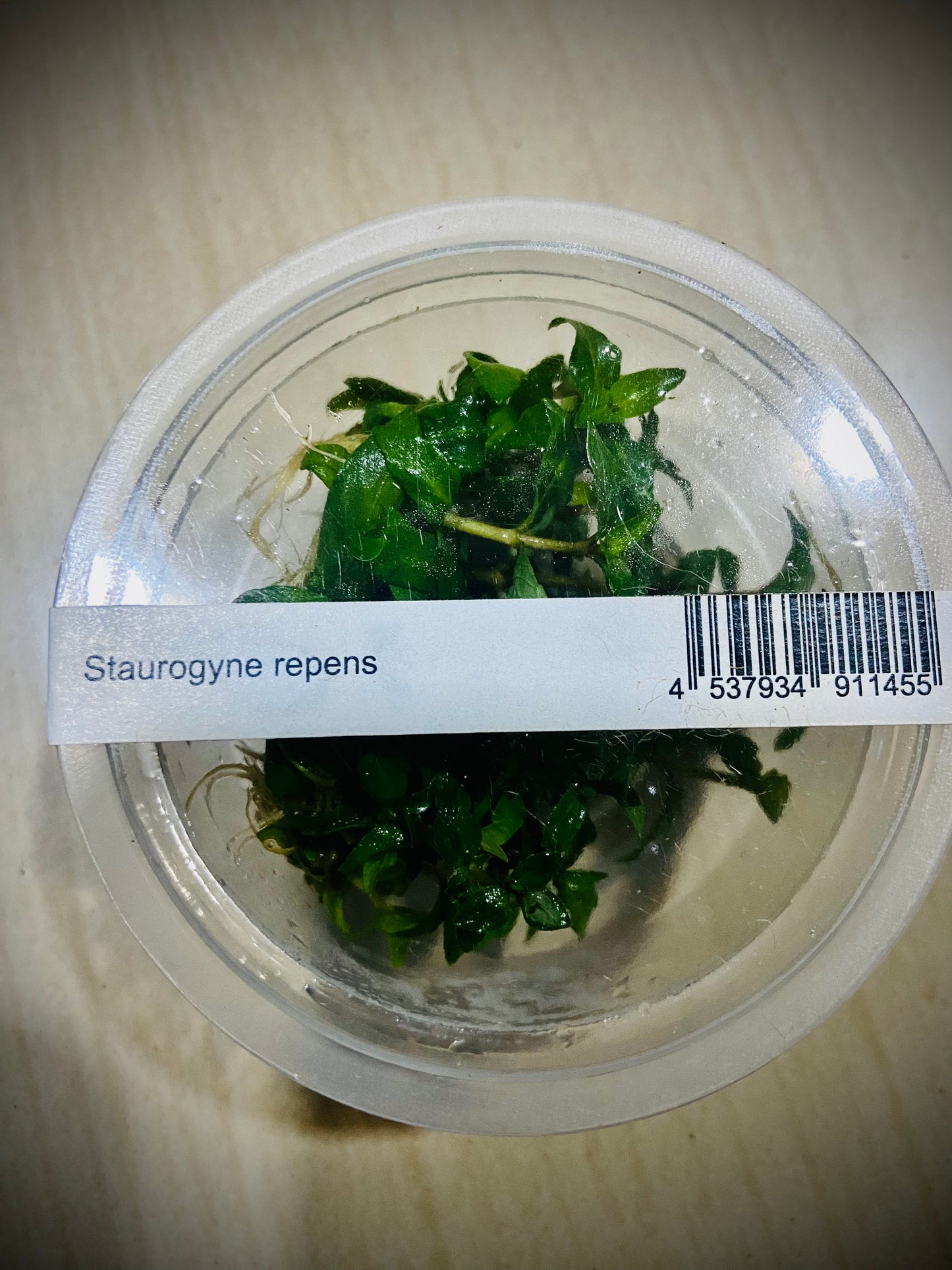 ADA Staurogyne repens