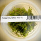 ADA Rotala Rotundifia ‘hra’