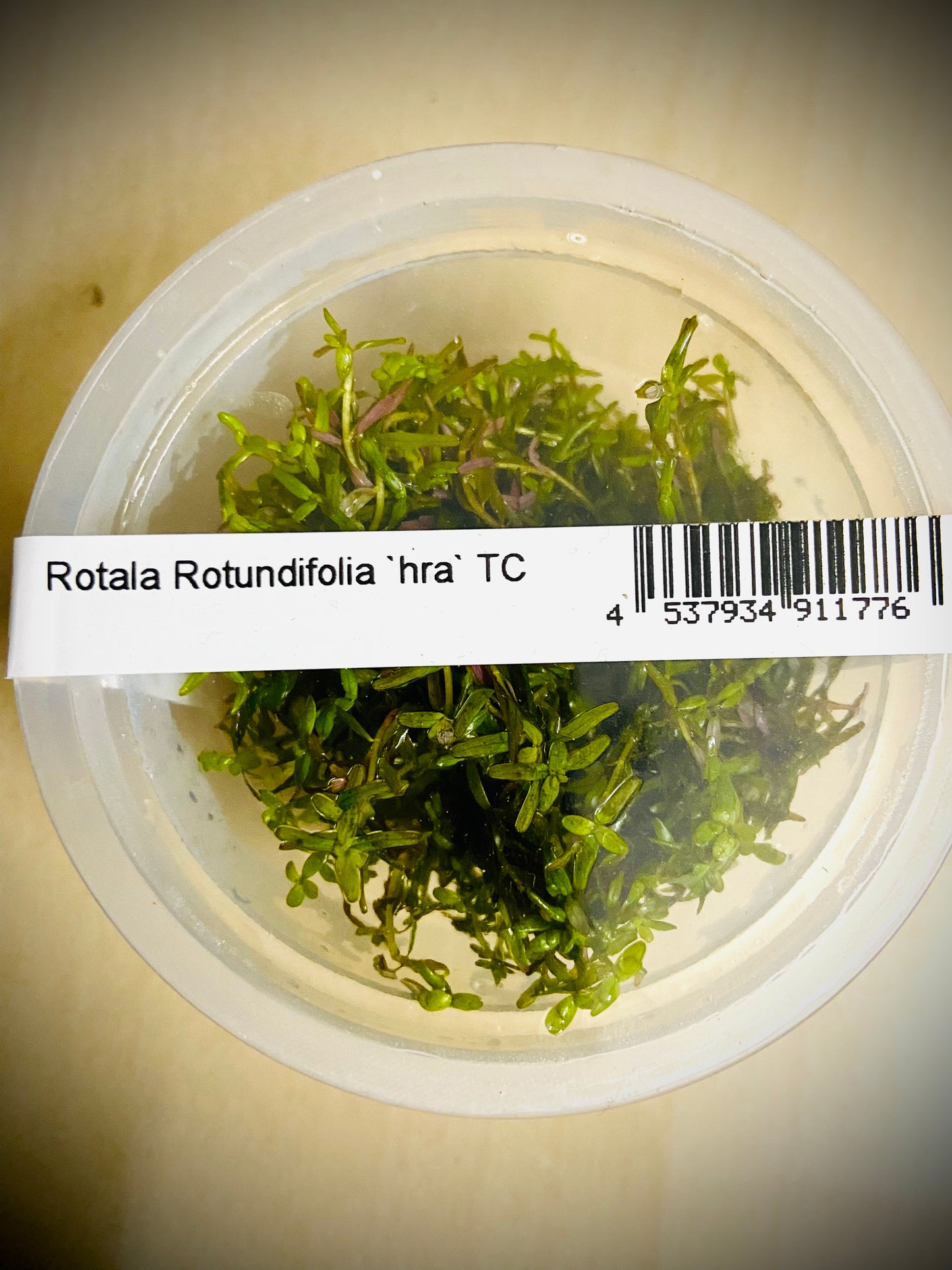 ADA Rotala Rotundifia ‘hra’