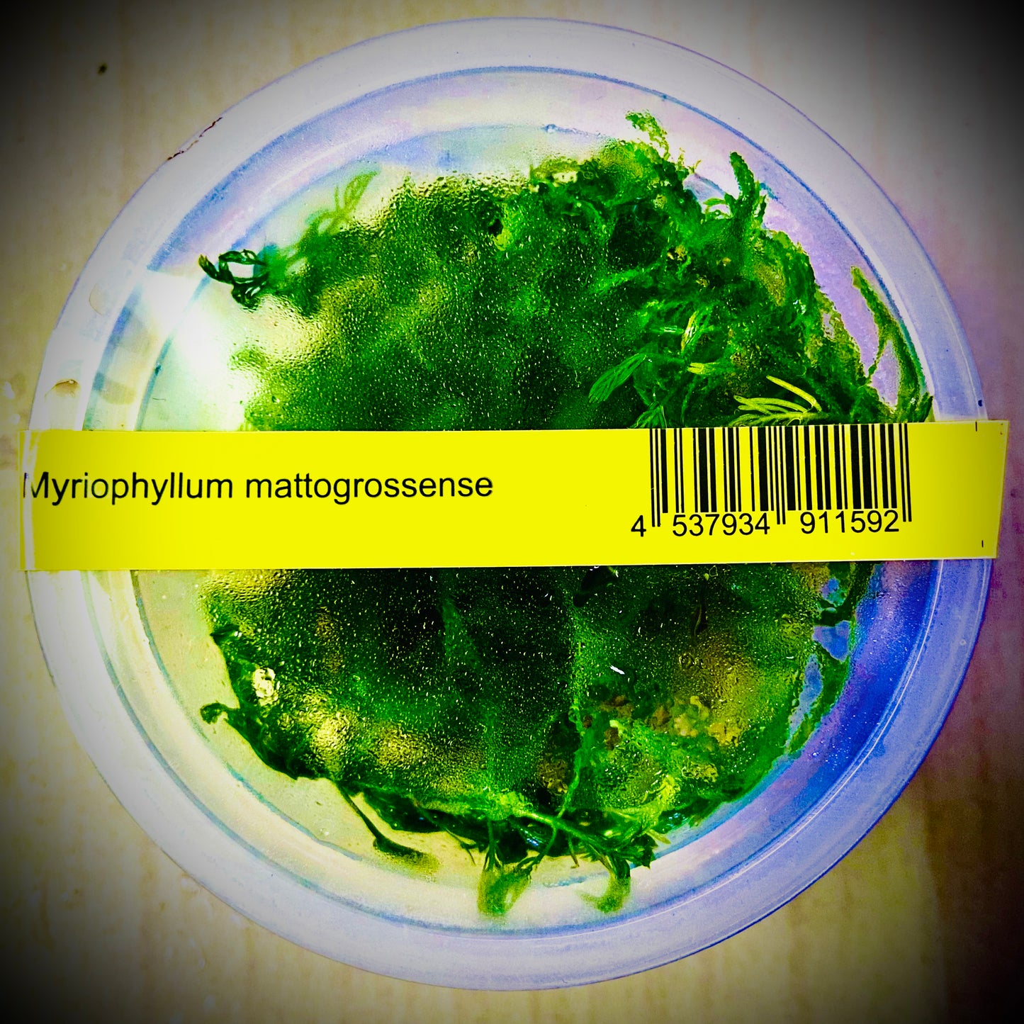 ADA Myriophyllum mattogrossense