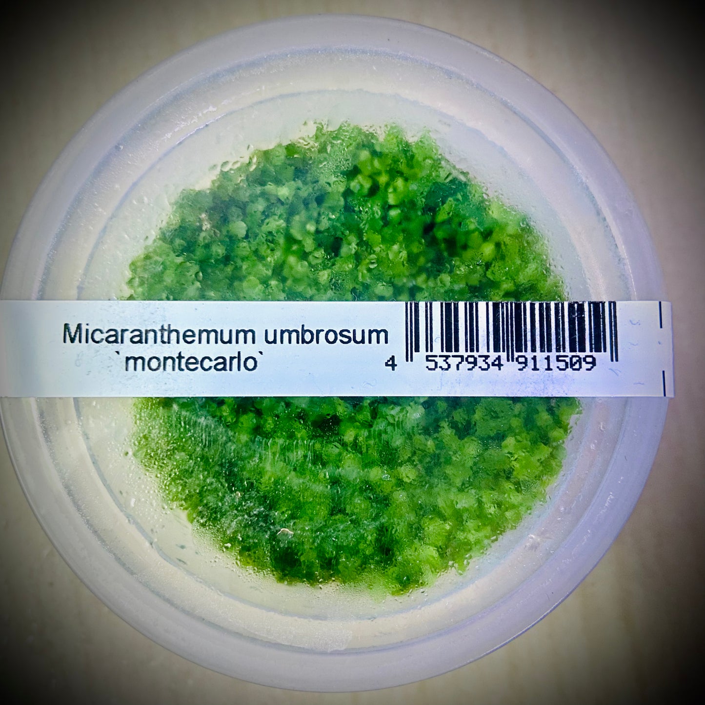 ADA Monte Carlo- Micaranthemum umbrosum