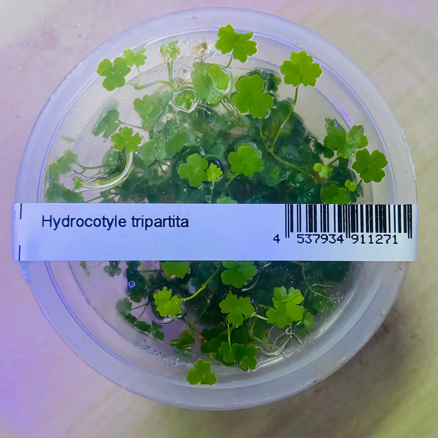 ADA Hydrocotyle tripartita